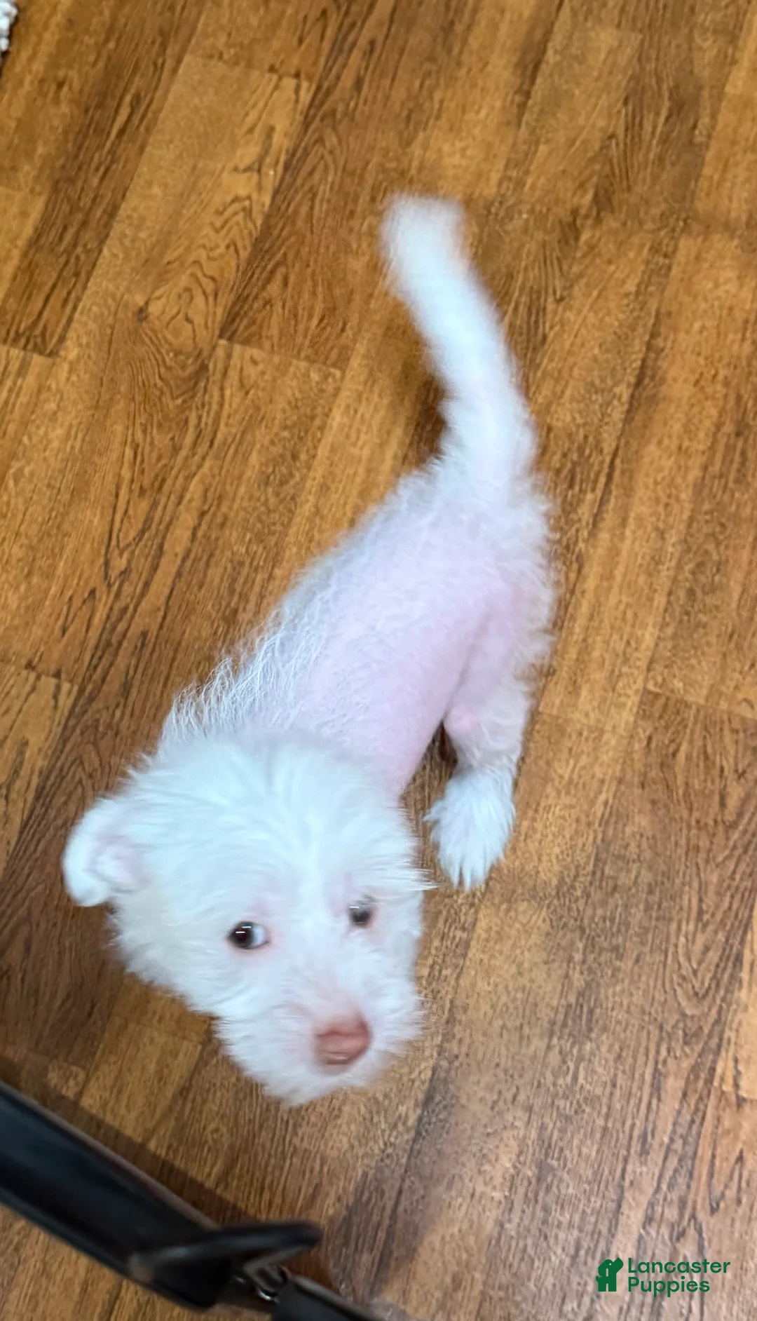 Chinese Crested dogs for sale: Chinese Crested Puppy 1 - Ad 2