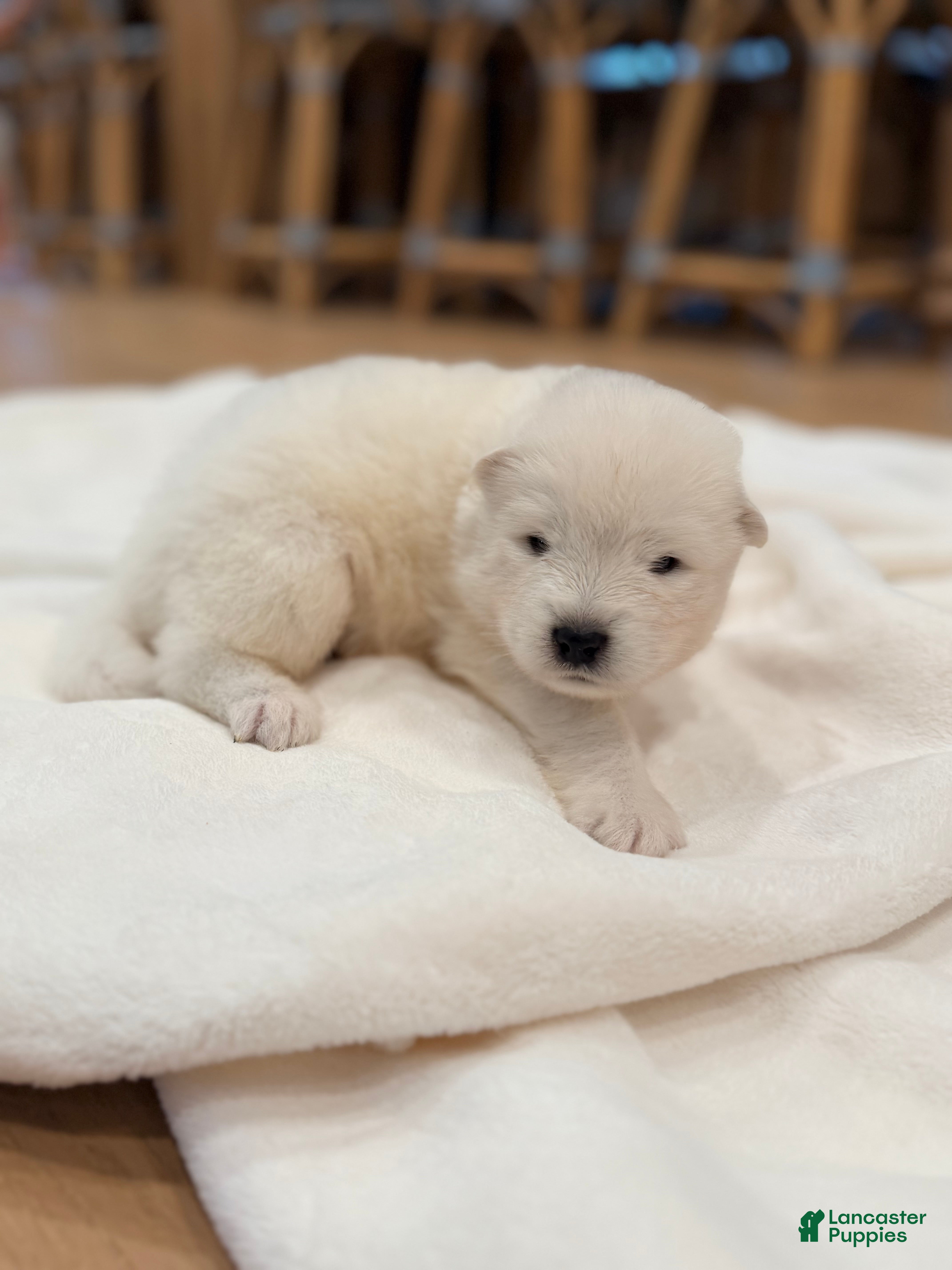 Samoyed dogs Charlie - Ad 1