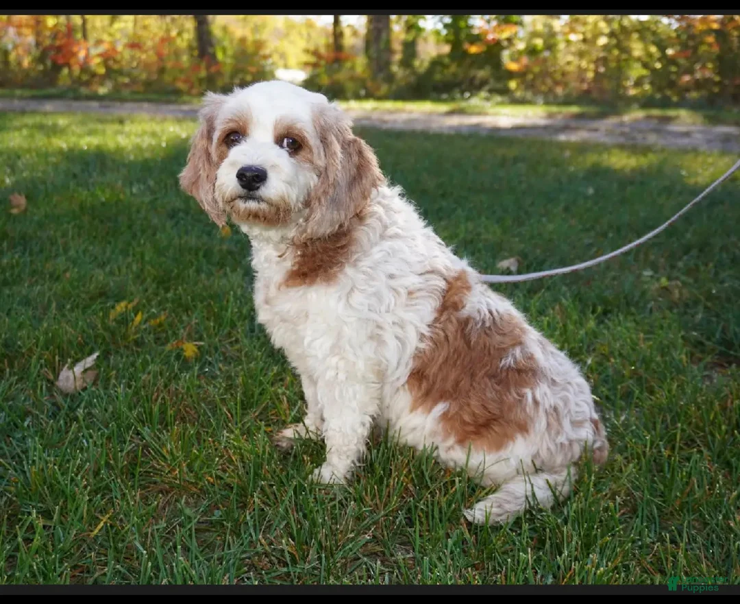 Cavapoo dogs for sale: Hillary - Ad 2