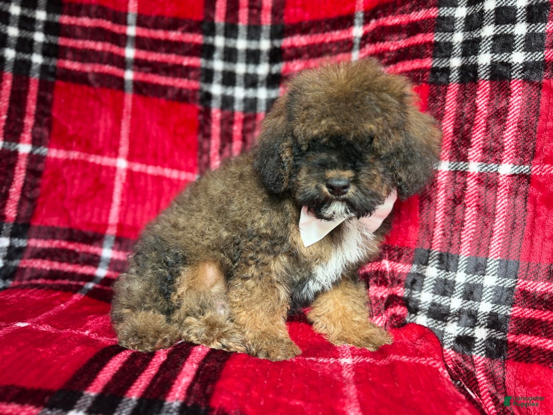 Cockapoo dogs for sale: Nacho - Ad 3