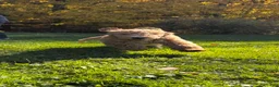 Goldendoodle dogs for sale: Spencer von BridleWoof  - Ad 2