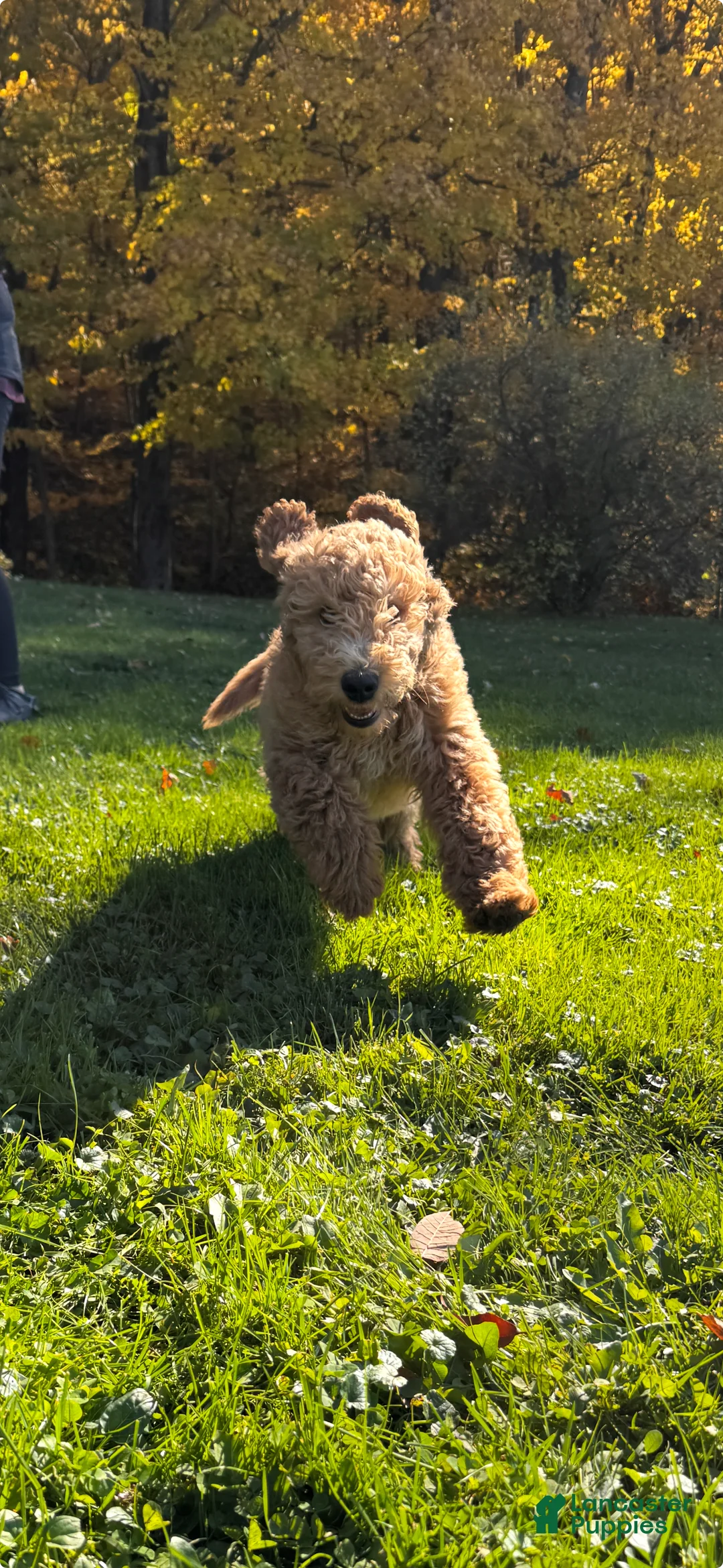 Goldendoodle dogs for sale: Spencer von BridleWoof  - Ad 2