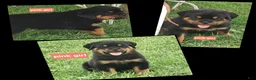 Rottweiler dogs for sale: Rottweiler 2 - Ad 2