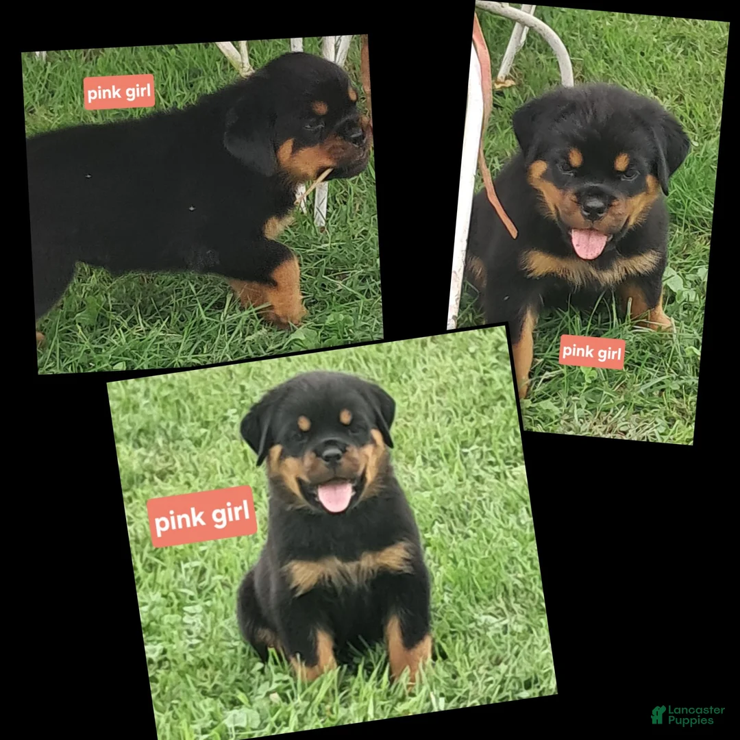 Rottweiler dogs for sale: Rottweiler 2 - Ad 2