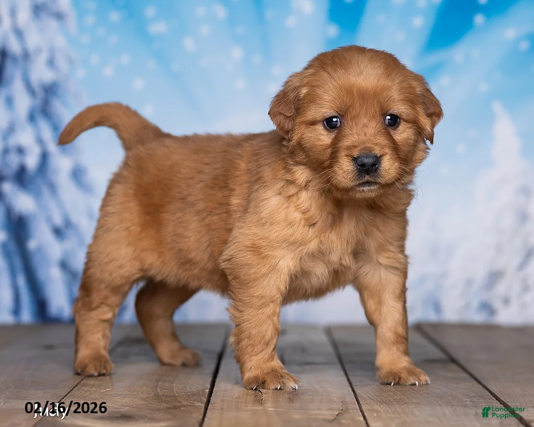 Golden Retriever dogs for sale: Judy - Ad 1