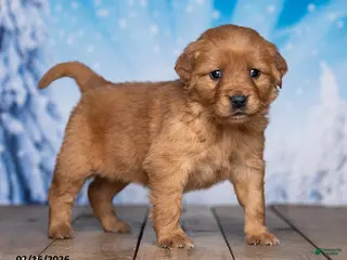 Golden Retriever dogs for sale: Judy - Ad 2