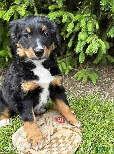 Bernedoodle dogs Bella - Ad 1