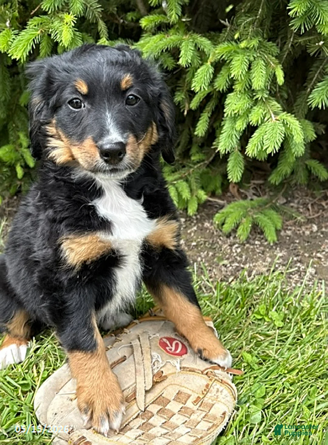 Bernedoodle dogs for sale: Bella - Ad 1