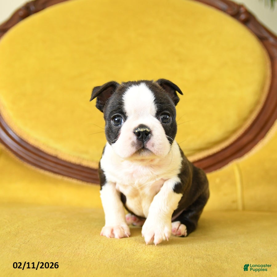 Boston Terrier dogs Romeo - Ad 2