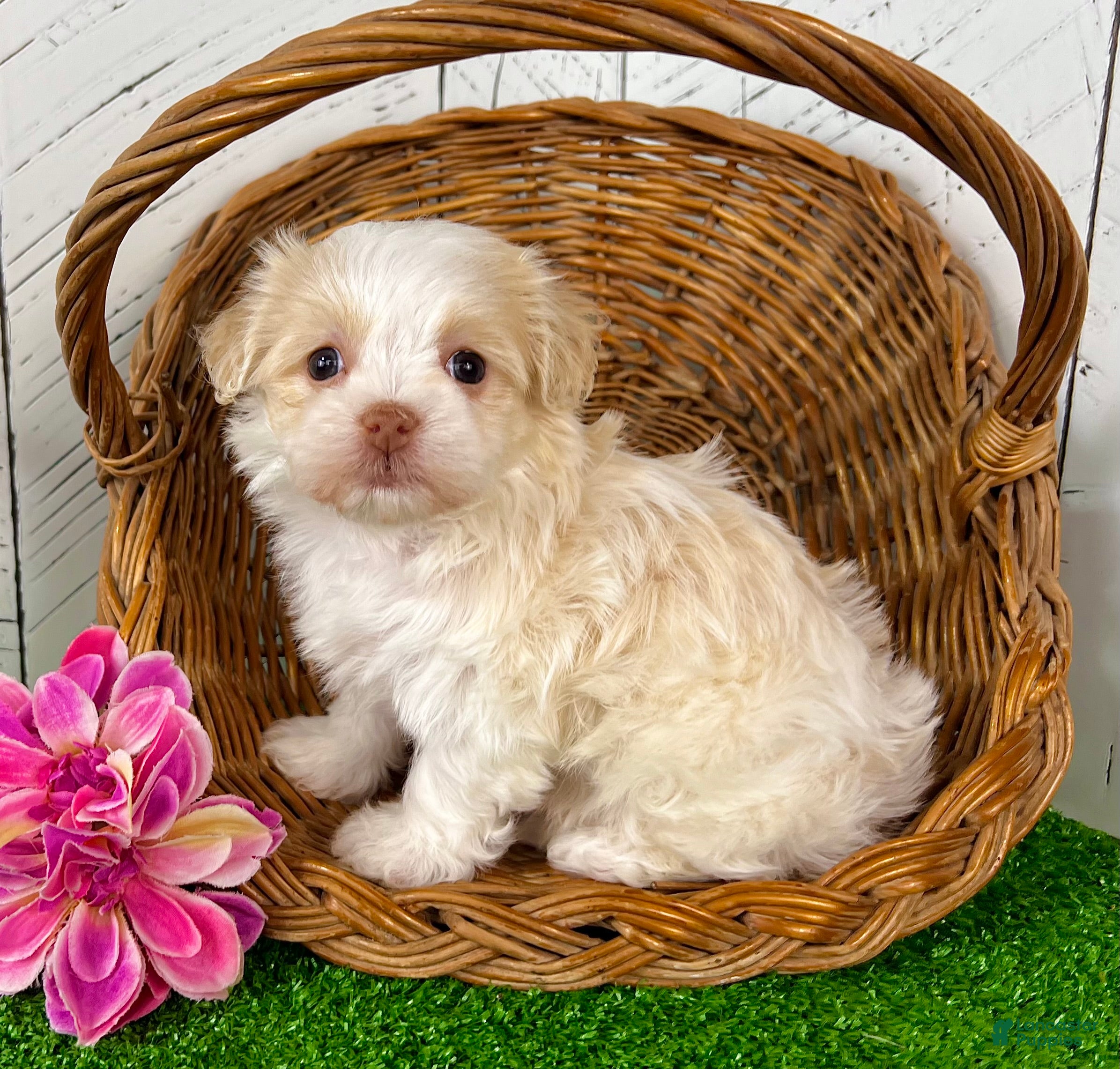 Havanese dogs Binky - Ad 1