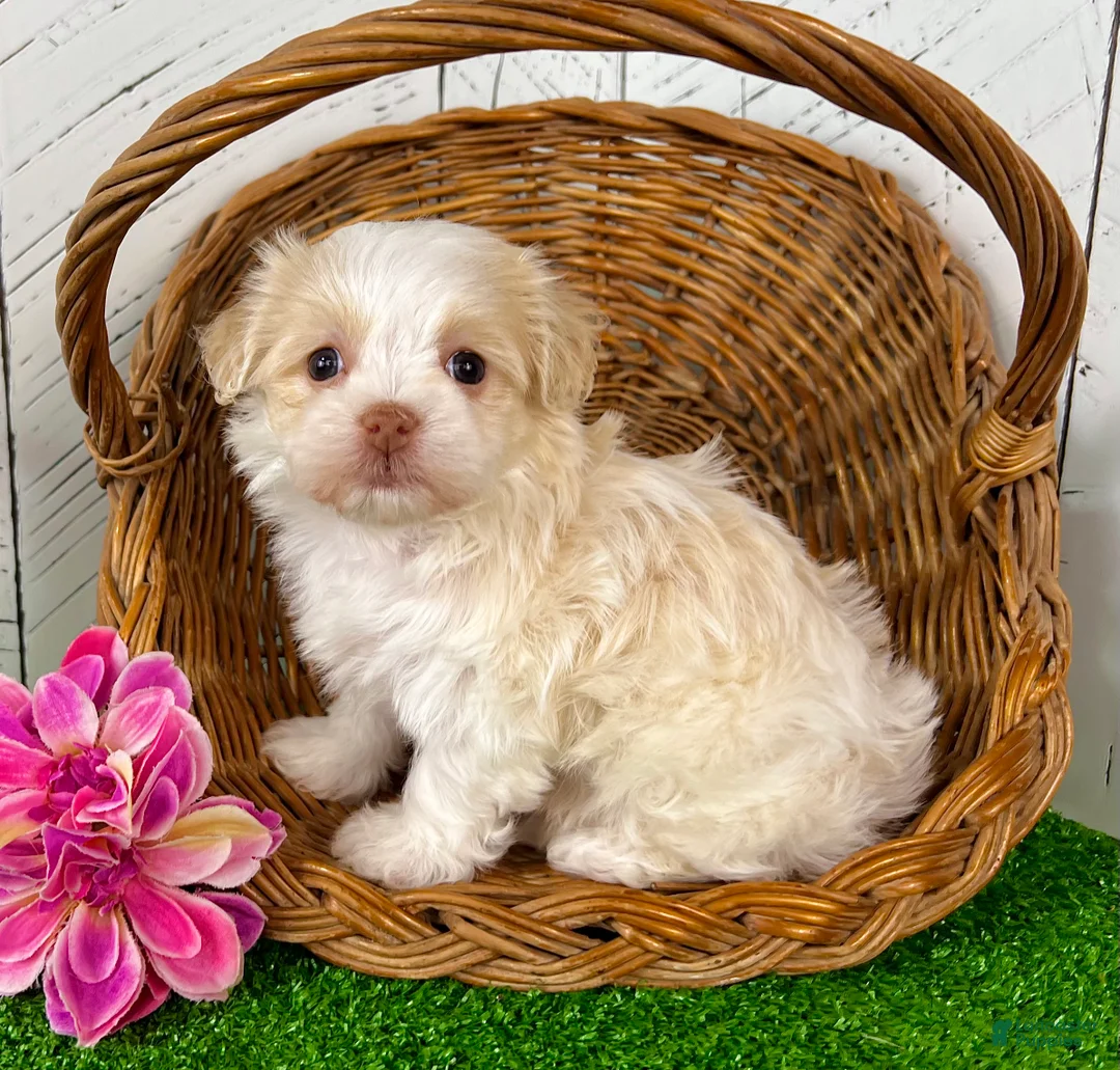 Havanese dogs for sale: Binky - Ad 1