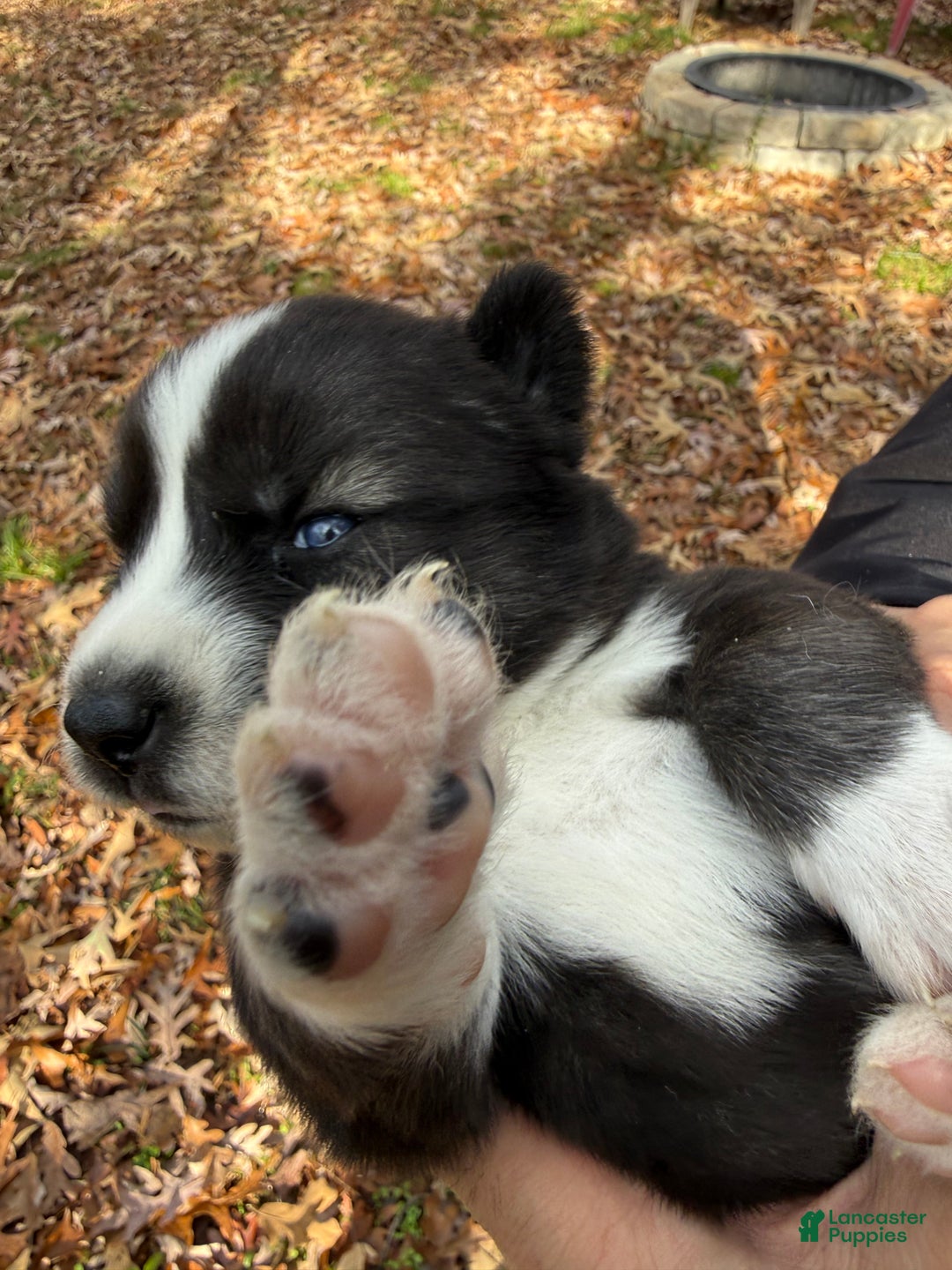 Siberian Husky dogs for sale: Pistol - Ad 5