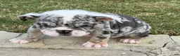 English Bulldog dogs for sale: ROYALTY BLU - English Bulldog  - Ad 6