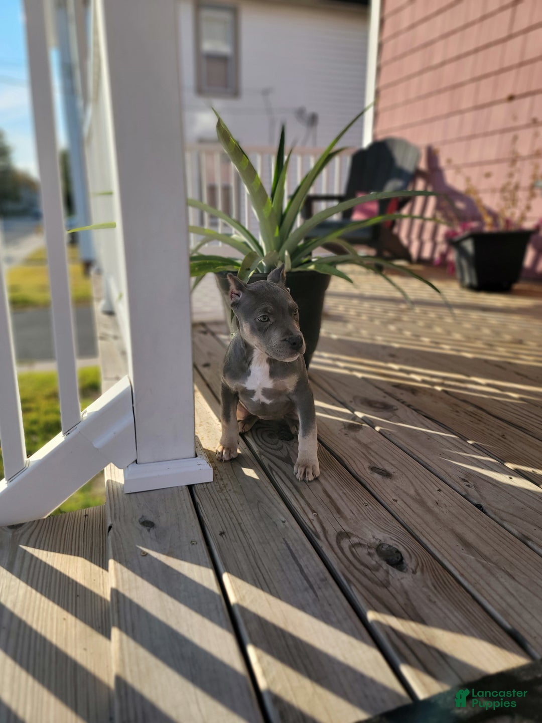 American Bully dogs for sale: American Bully Puppy 2 - Ad 3