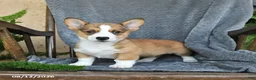 Welsh Corgi Pembroke dogs for sale: Flash - Ad 5