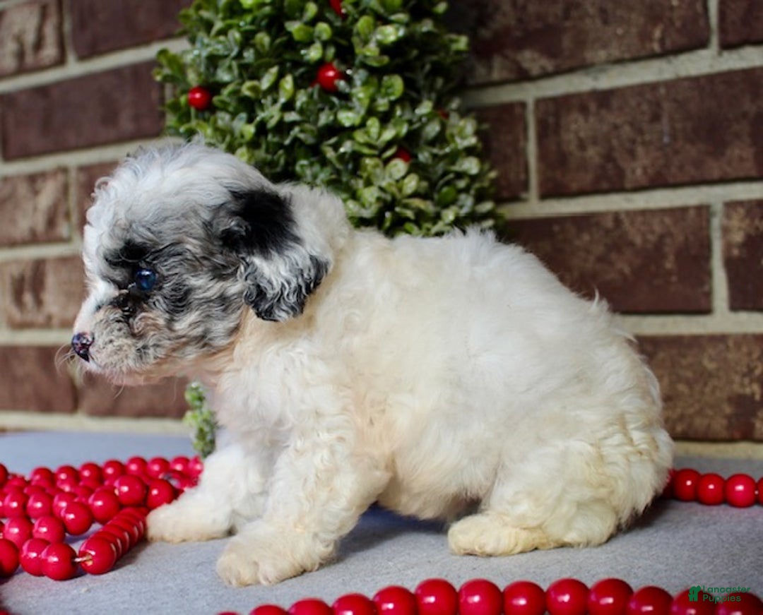 Miniature Poodle dogs for sale: Jingles - Ad 6