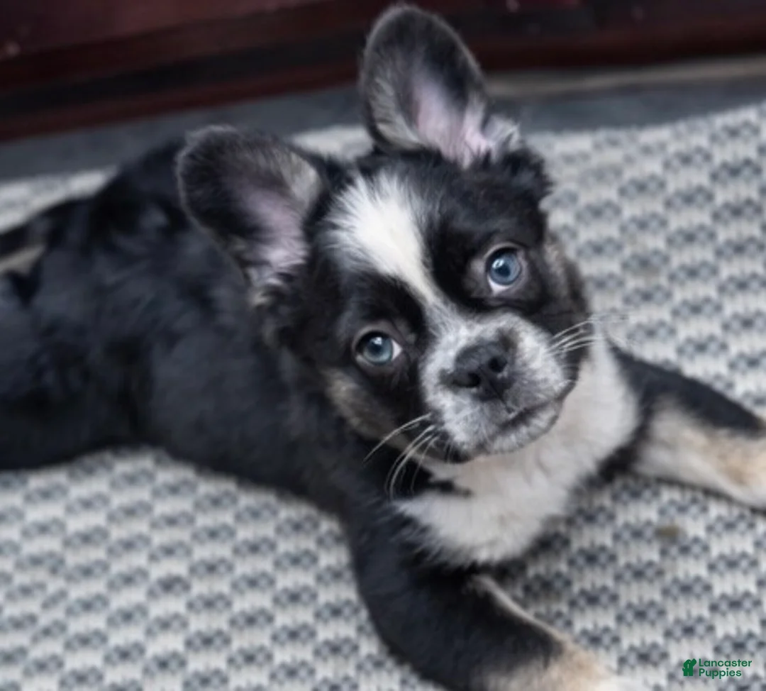 French Bulldog dogs for sale: French Bulldog Puppy 2 - Ad 4