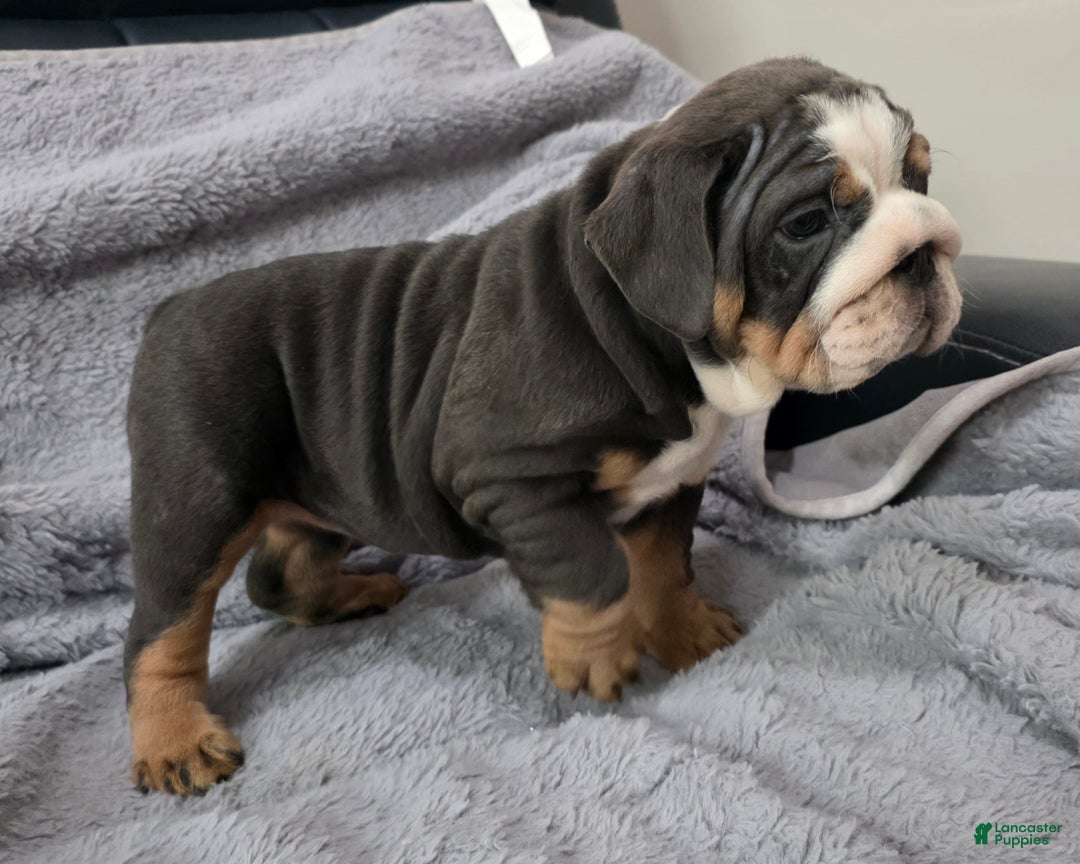 English Bulldog dogs for sale: Berry - Ad 2