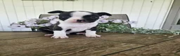 Boston Terrier dogs for sale: Arlo - Ad 14