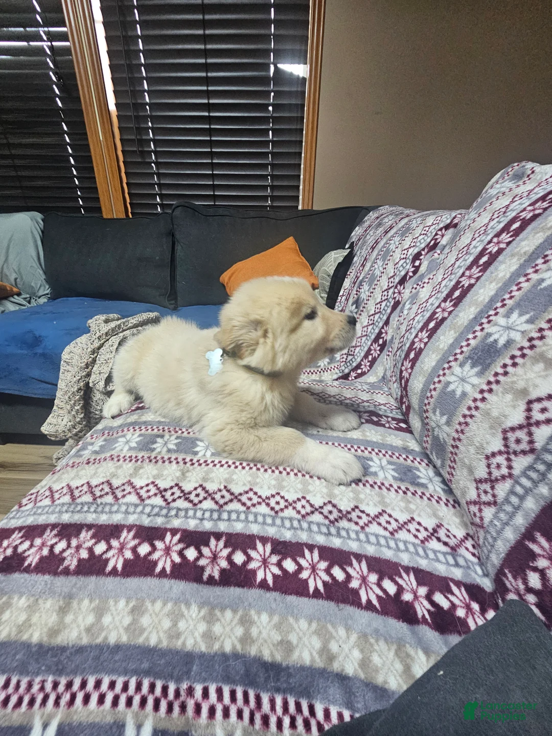 Mixed Breed dogs for sale: Mixed Breed Puppy 6 - Ad 2