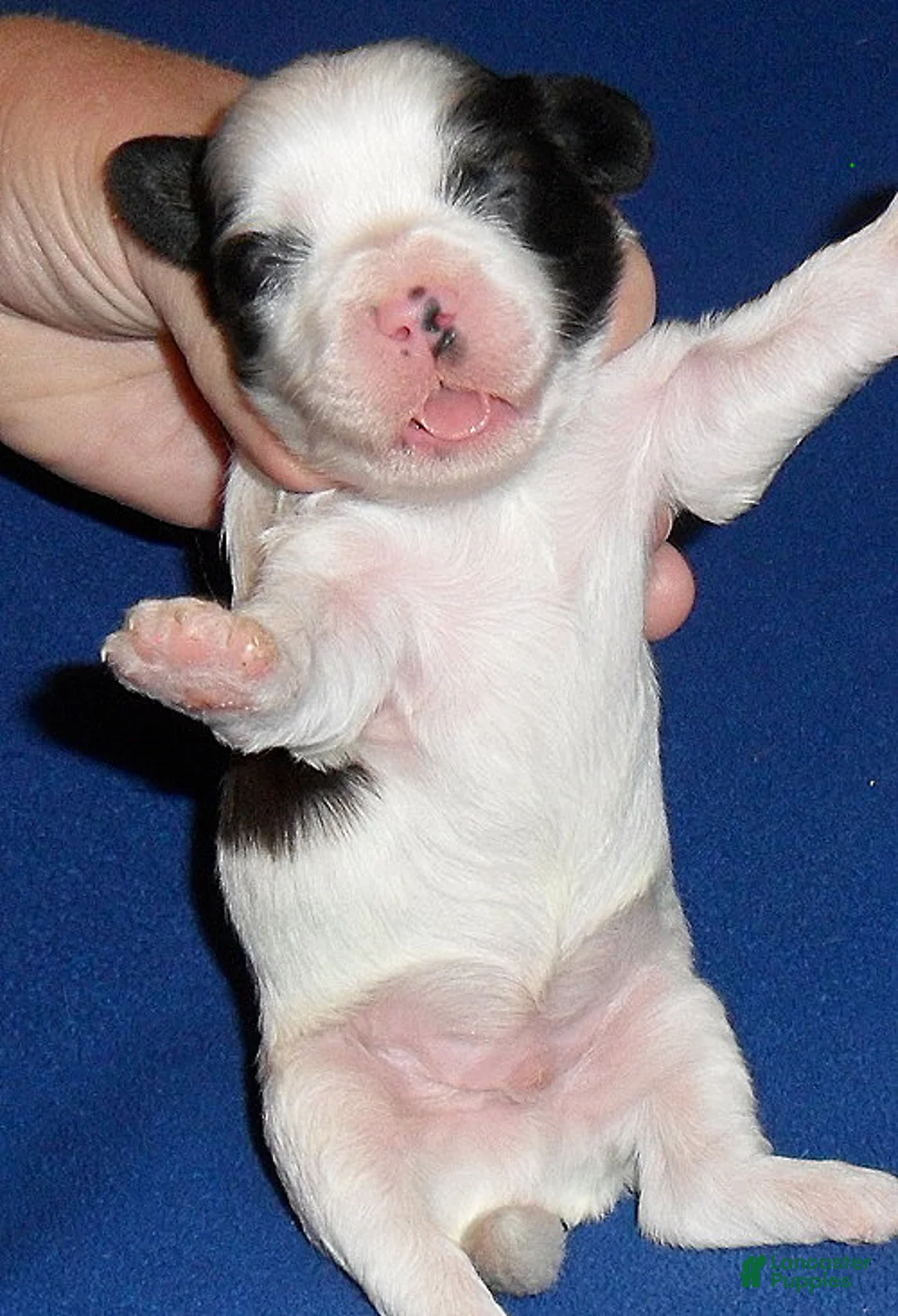 Shihpoo dogs for sale: Opie - Ad 6