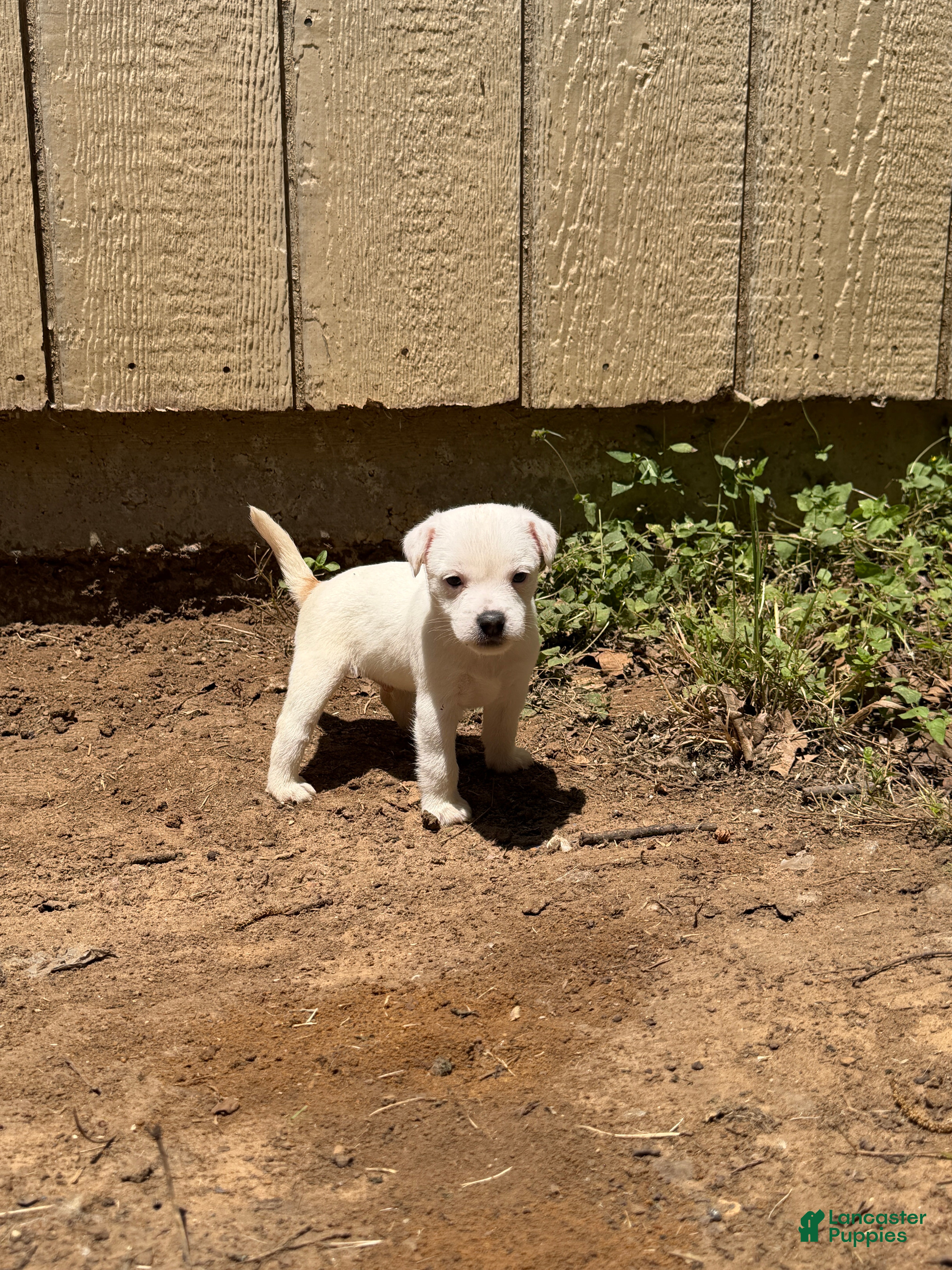 Jack Russell Terrier dogs Jack Russell Terrier Puppy 1 - Ad 3