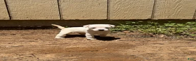 Jack Russell Terrier Puppy 1