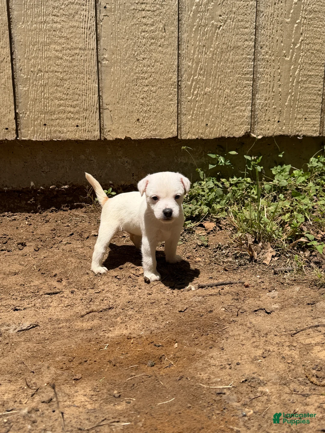 Jack Russell Terrier dogs for sale: Jack Russell Terrier Puppy 1 - Ad 1