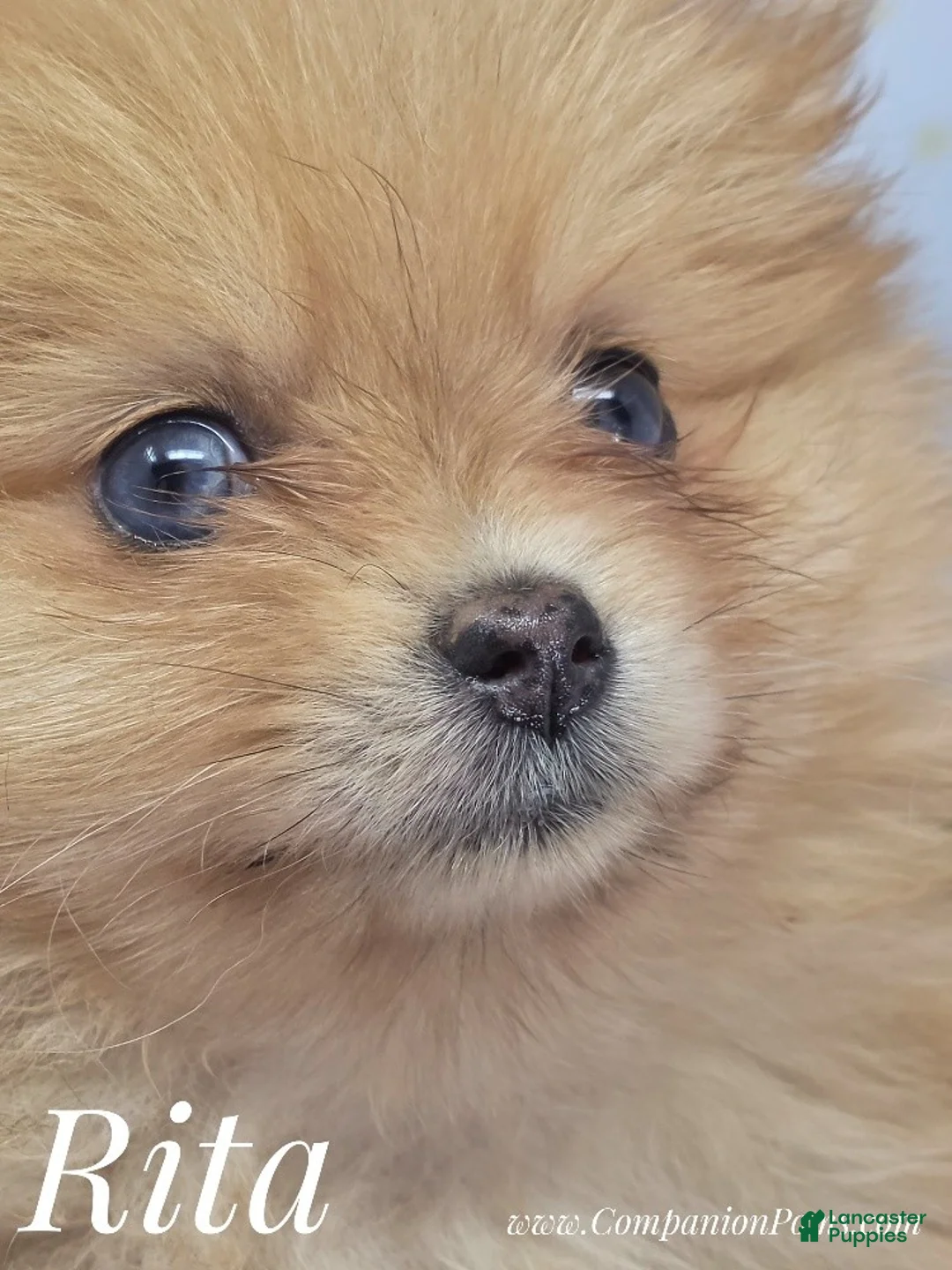 Pomeranian dogs for sale: Rita Champion Sired & has 1.5 blue eyes! - Ad 2