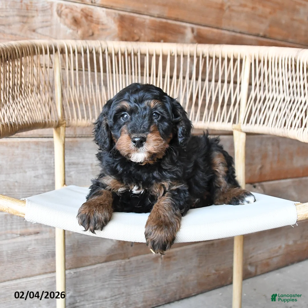 Mini Bernedoodle dogs for sale: Pepper - Ad 3