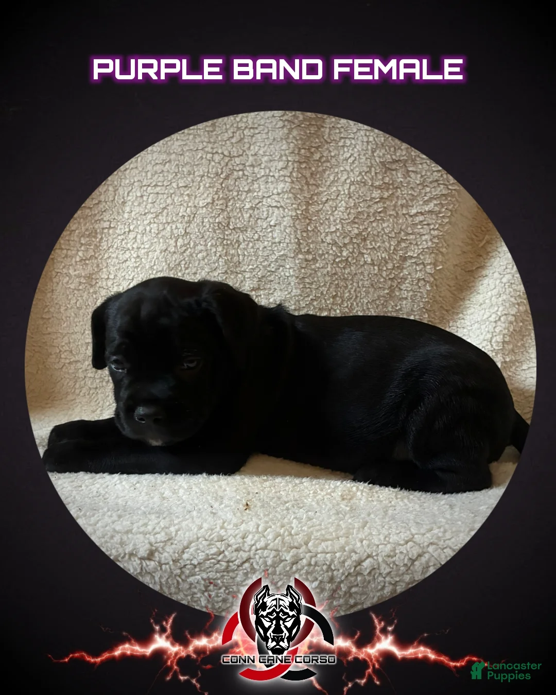 Cane Corso dogs for sale: Cane Corso Puppy 6 - Ad 1