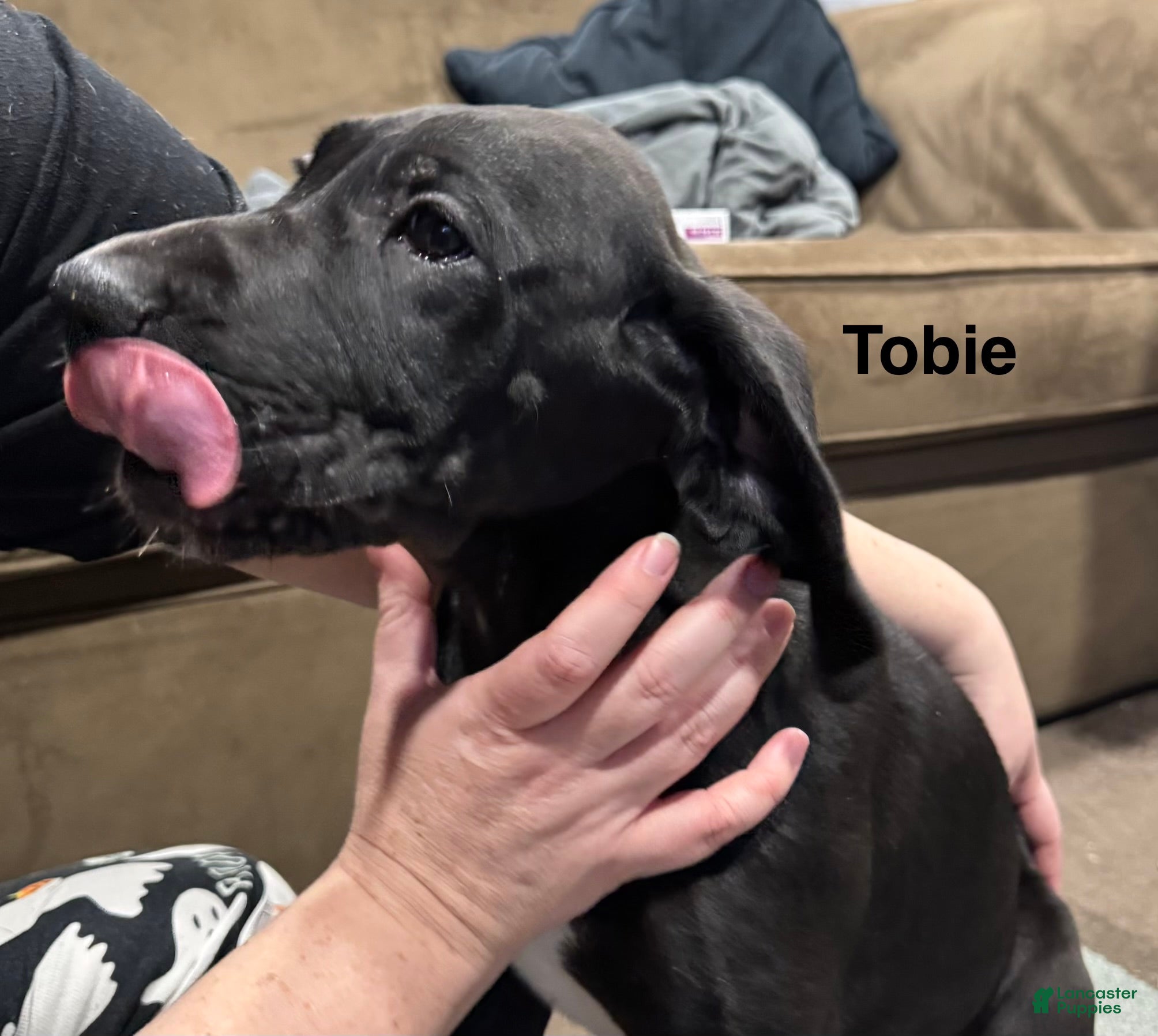 Great Dane dogs Tobie - Ad 40