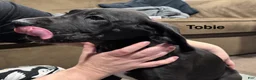 Great Dane dogs for sale: Tobie - Ad 1