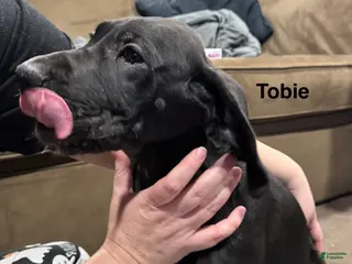 Great Dane dogs Tobie - Ad 40