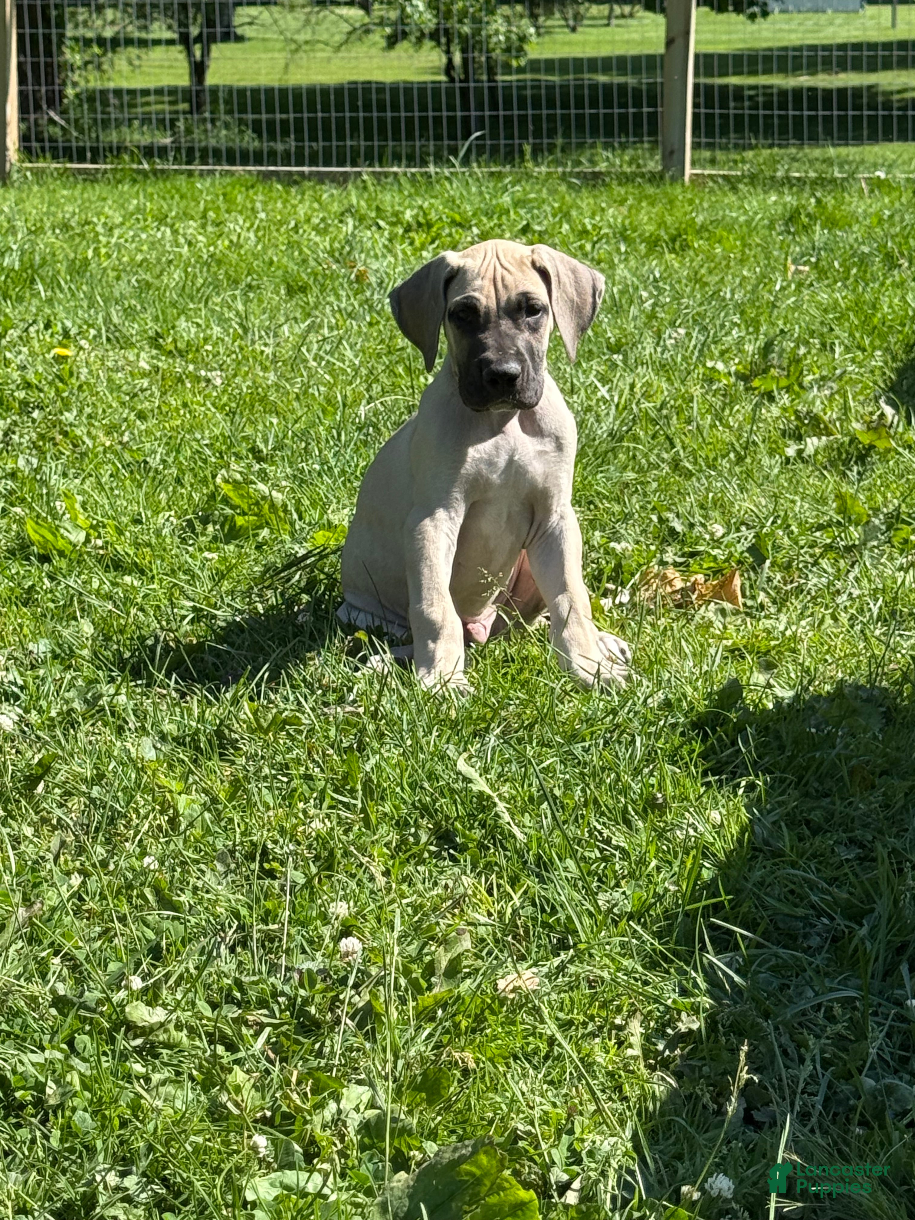 Great Dane dogs Rotini (Red) - Ad 25