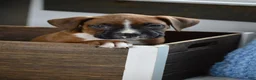 Boxer dogs for sale: Duke - Ad 1