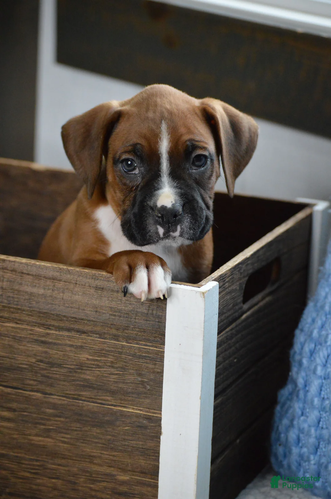 Boxer dogs for sale: Duke - Ad 1