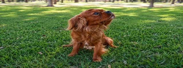 Red Ranch Dogs Bodhe