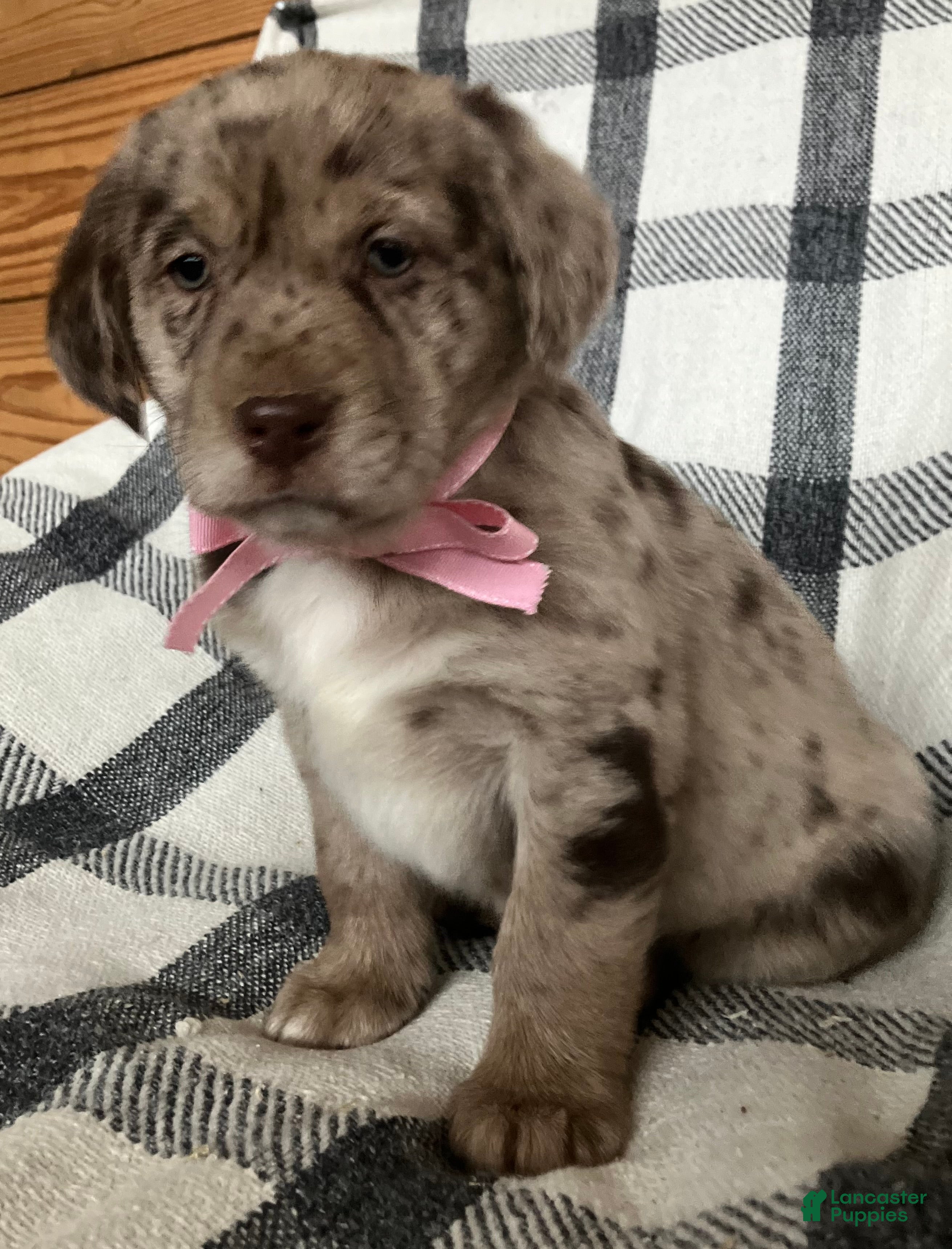 Mixed Breed dogs Hazel - Ad 40