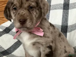 Mixed Breed dogs Hazel - Ad 40