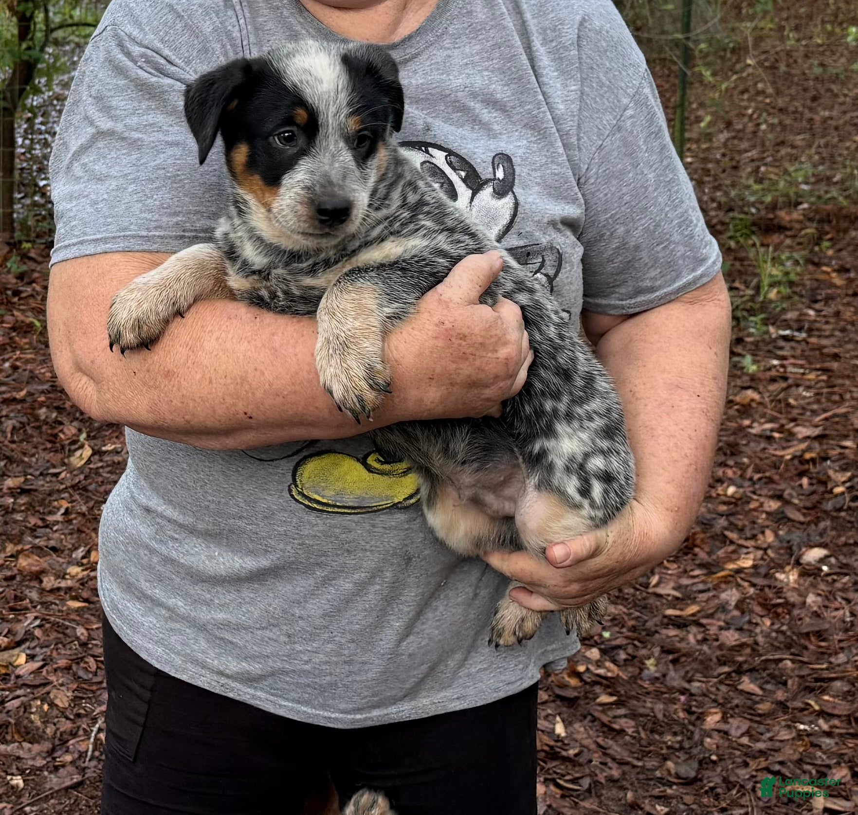 Australian Cattle Dog dogs Australian Cattle Dog Puppy 5 - Ad 2