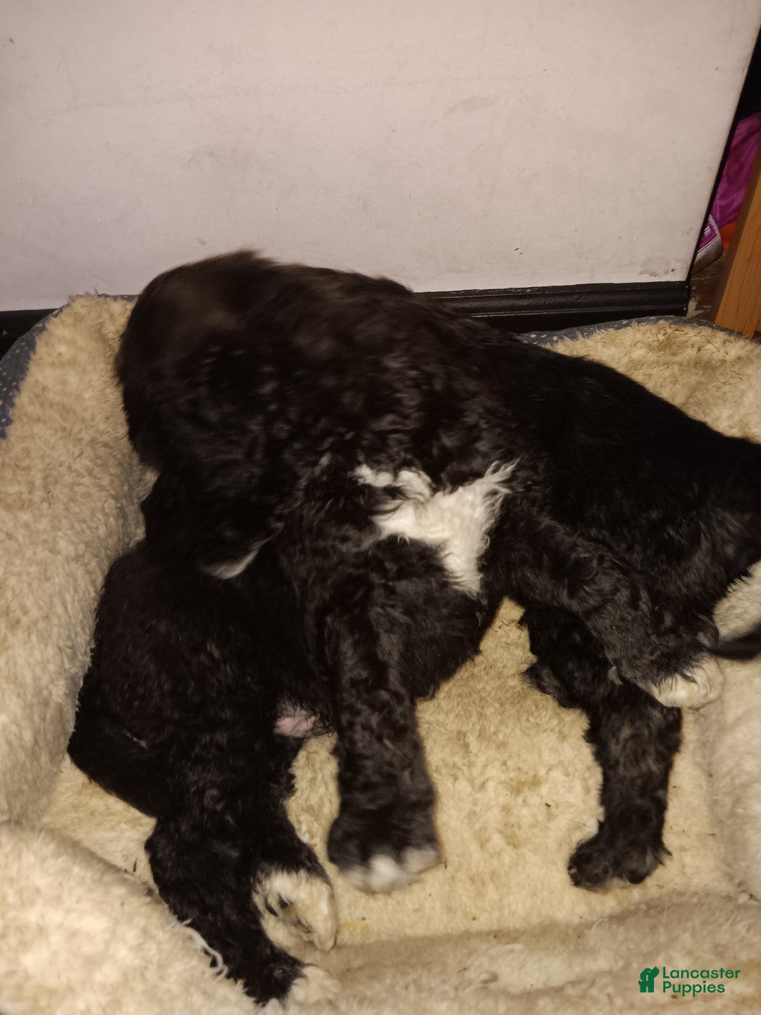Labradoodle dogs for sale: Creamy mae - Ad 21