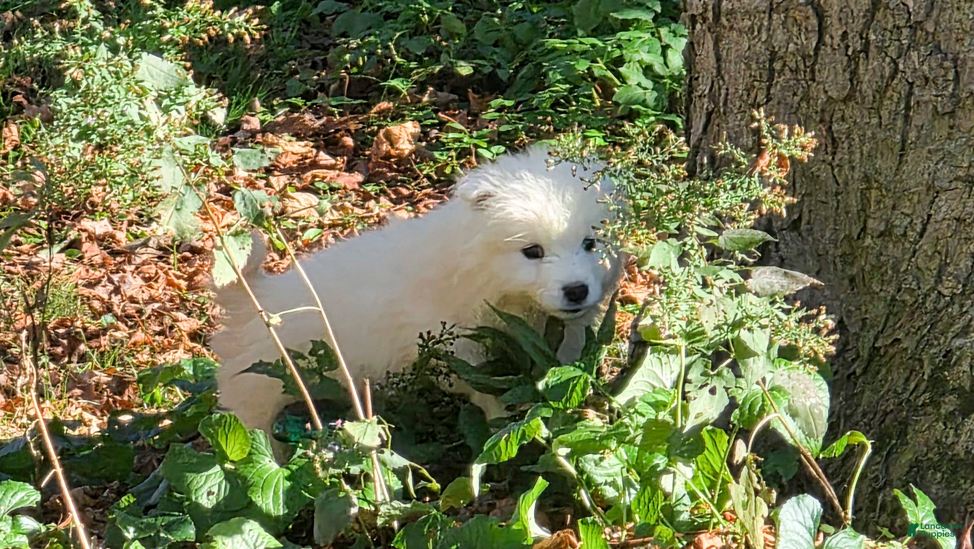 Samoyed dogs for sale: Hermes - Ad 4