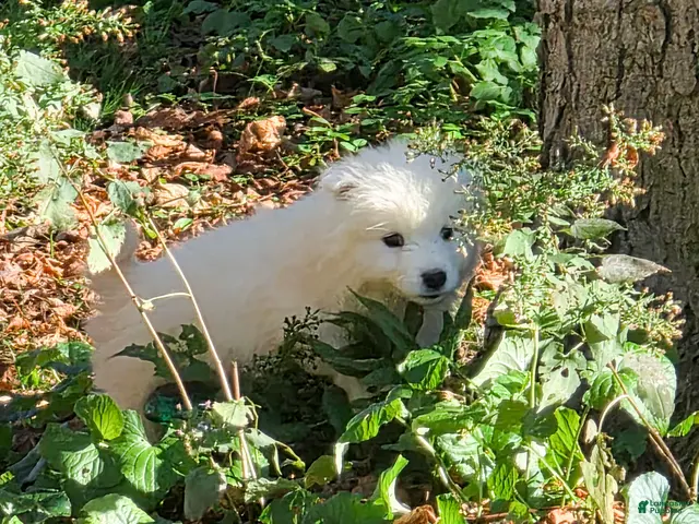 Samoyed dogs for sale: Hermes - Ad 4