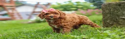 Cavapoo dogs for sale: Elowyn - Ad 3