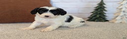 Mixed Breed dogs for sale: Ashton  - Ad 2