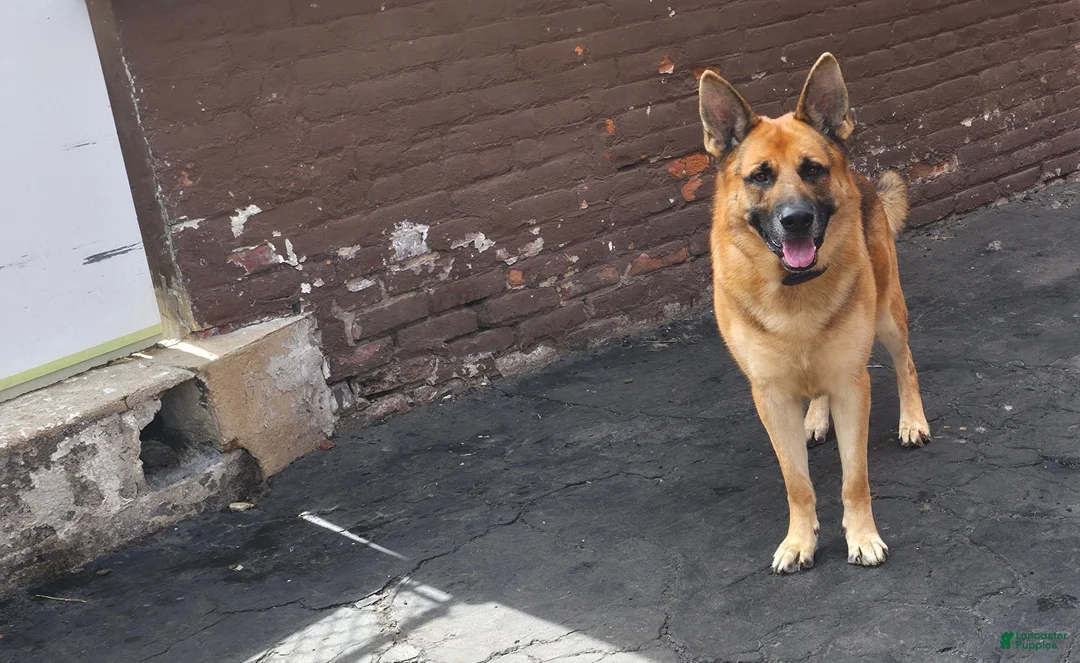 German Shepherd dogs for sale: Cooper - Ad 2