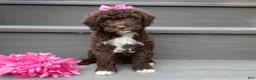 Cockapoo dogs for sale: Amie - Ad 7