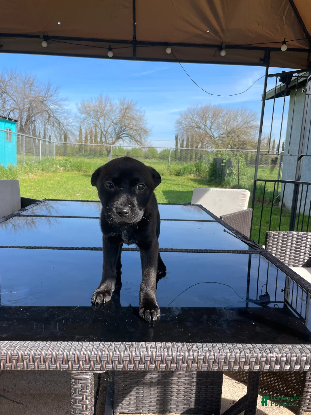 Mixed Breed dogs for sale: Cutiepie - Ad 1