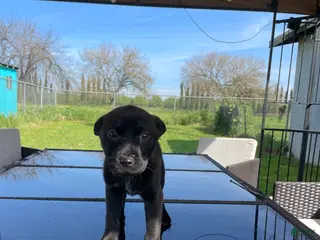 Mixed Breed dogs Cutiepie - Ad 20